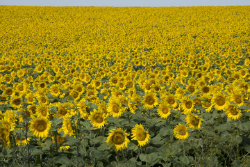 Obraz premium Large fields with sunflowers in Hungary