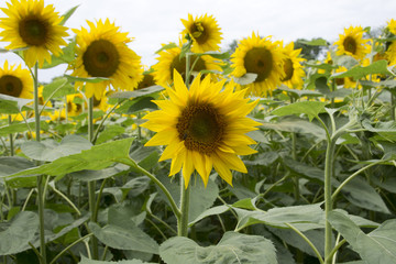 Large fields with sunflowers in Hungary