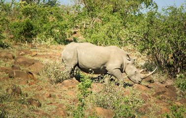 Nashorn im Hluhluwe-iMfolozi-Park; Südafrika