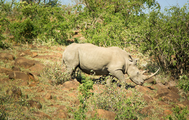 Fototapeta premium Nashorn im Hluhluwe-iMfolozi-Park; Südafrika