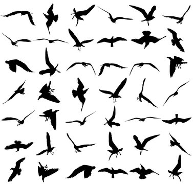 Vector set - seagull silhouette on white background, wings spread. Seagulls in many different position vector silhouette illustration. Big group of seagull bird.
