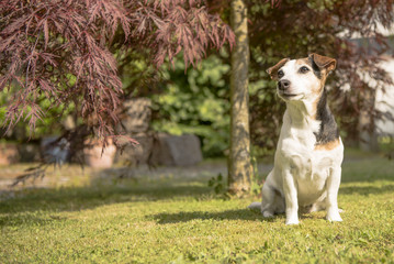 old jack russel sitting under a tree