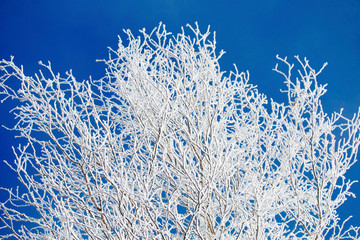 樹氷した木