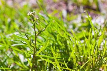 juicy green grass on the lawn
