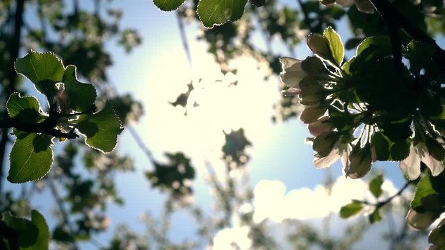 Glittering panoramic view of blooming pear brunch and play of sun with lens flare. Slow motion. Shallow dof. Great closeup natural texture in springtime. Full HD footage 1920x1080
