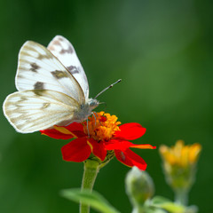 Western White Butterfly on native red Zinnia flower