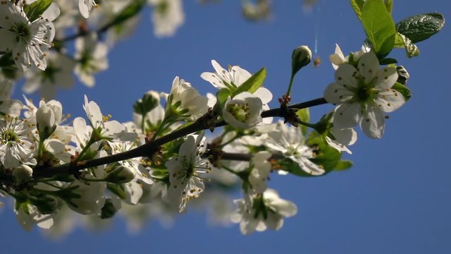 Blooming cherry branch trembling on the wind against blue sky background in slow motion. Shallow dof. Closeup natural texture with sakura in springtime. Full HD footage 1920x1080
