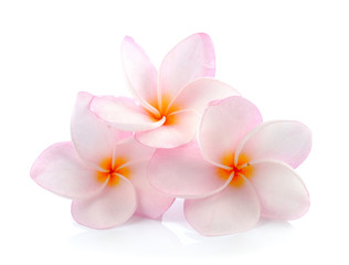  frangipani (plumeria) isolated on white background