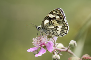 Marbled White butterfly (Melanargia galathea) on pink flower. Profile view