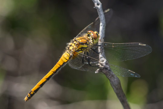 Female Black Darter dragonfly (Sympetrum danae)