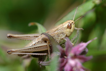 Grasshopper, Orthoptera, Caelifera
