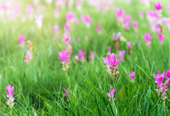 Obraz na płótnie Canvas Siam Tulip field, Curcuma alismatifolia flower.