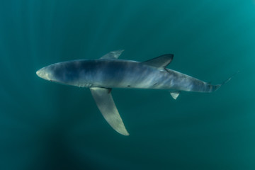 Fototapeta premium Blue Shark Cruising in Sunlit Water