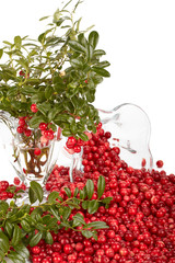 Fresh cowberry with green leaves