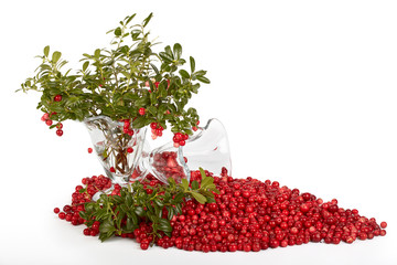 Fresh cowberry with green leaves