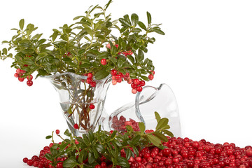 Fresh cowberry with green leaves