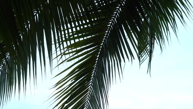 palm leaf moving by wind