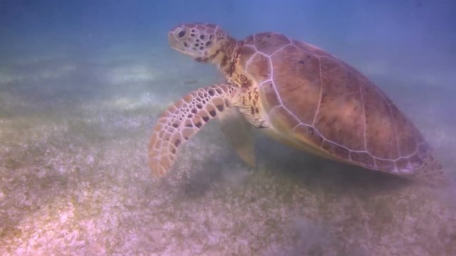 the loggerhead turtle filmed underwater