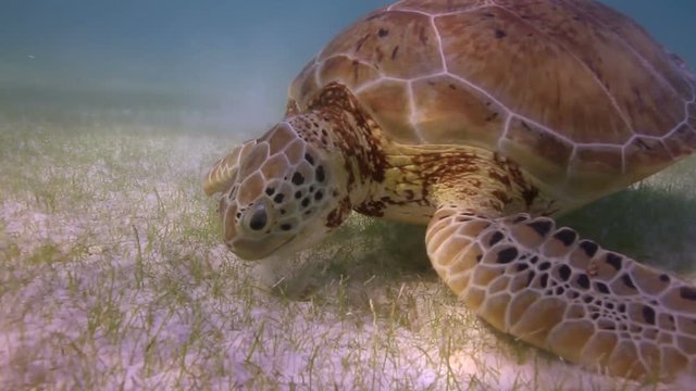 the loggerhead turtle filmed underwater