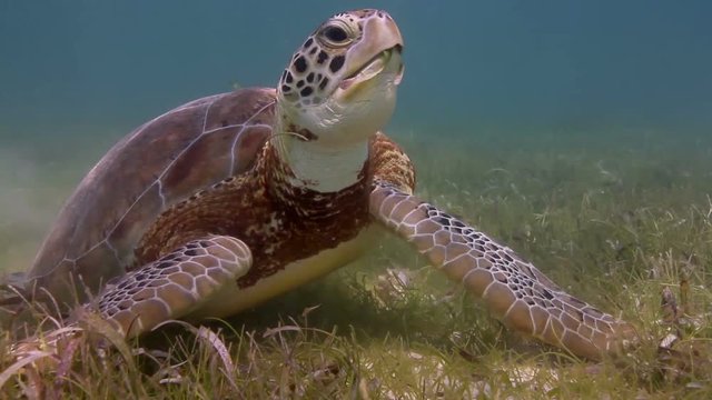 the loggerhead turtle filmed underwater