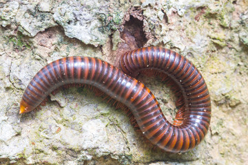 close up of the millipede on tree