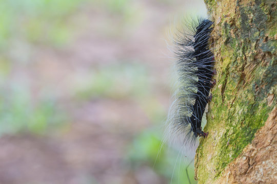 Close up Worm, caterpillars
