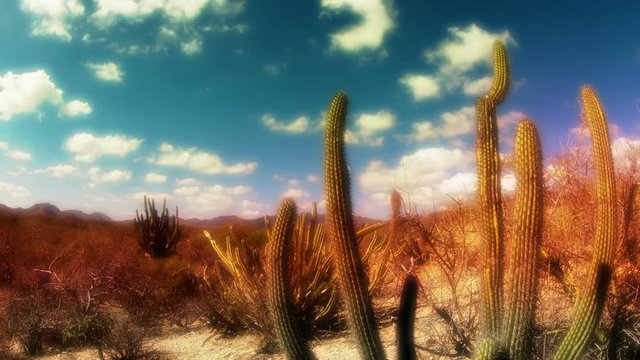 desert landscape of baja california sur mexico