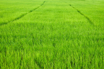 Green Paddy