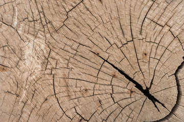 old bark wood texture background