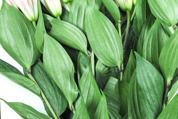 Fototapeta premium Abstract natural green leaves texture for background
