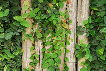 ivy leaves on a wood background