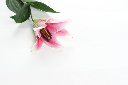 Fototapeta pink lily flower pedals on white background - landscape view