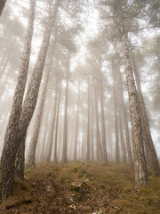 Naklejka premium Enchanted foggy forest of pines