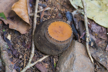 Amazing mushroom in deep forest