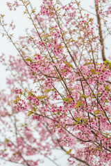 Obraz premium Flower queen tiger