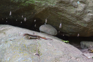 Common Forest Skink in forest