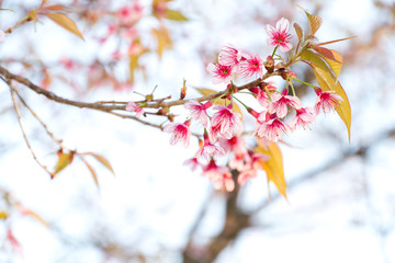 Wild Himalayan Cherry Blossom