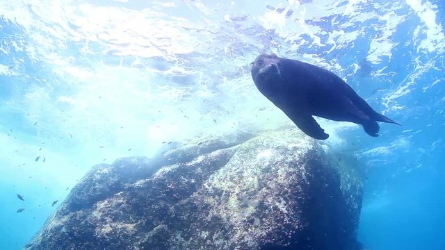 sea lions scuba diving top marine park
