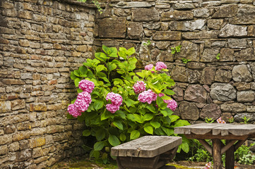 Pink hydrangeas hortensia bush on stone wall corner