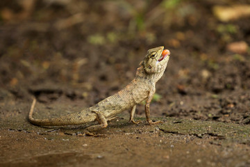 Image of chameleon on nature background. Lizards on the ground