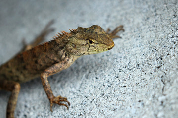 Image of chameleon on the cement floor