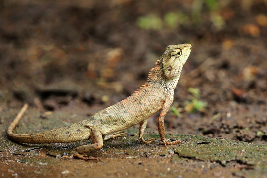 Image of chameleon on nature background. Lizards on the ground