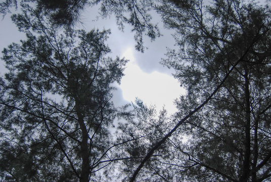 Fototapeta Trees silhouette