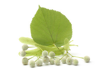 Tilia fruit  with green leaf