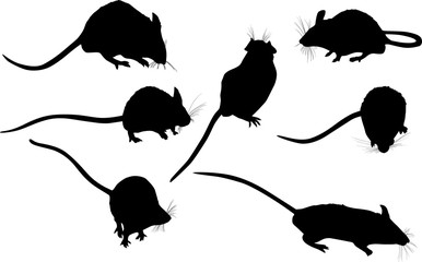 set of seven mouses isolated on white