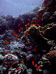 Fototapeta na wymiar Red small fish with hard and soft colals. Coral reef on the sand
