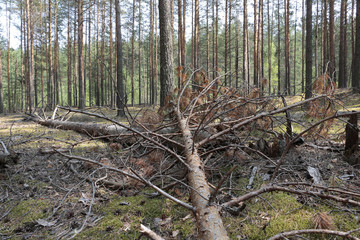 A fallen tree in a pine forest