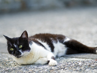 black white domestic cat