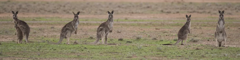 Crédence de cuisine en verre imprimé Kangourou Kangourous gris dans l& 39 outback australien