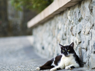 black white domestic cat